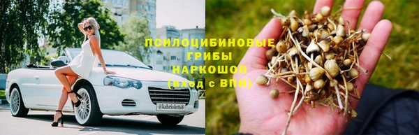 прущие грибы Аркадак